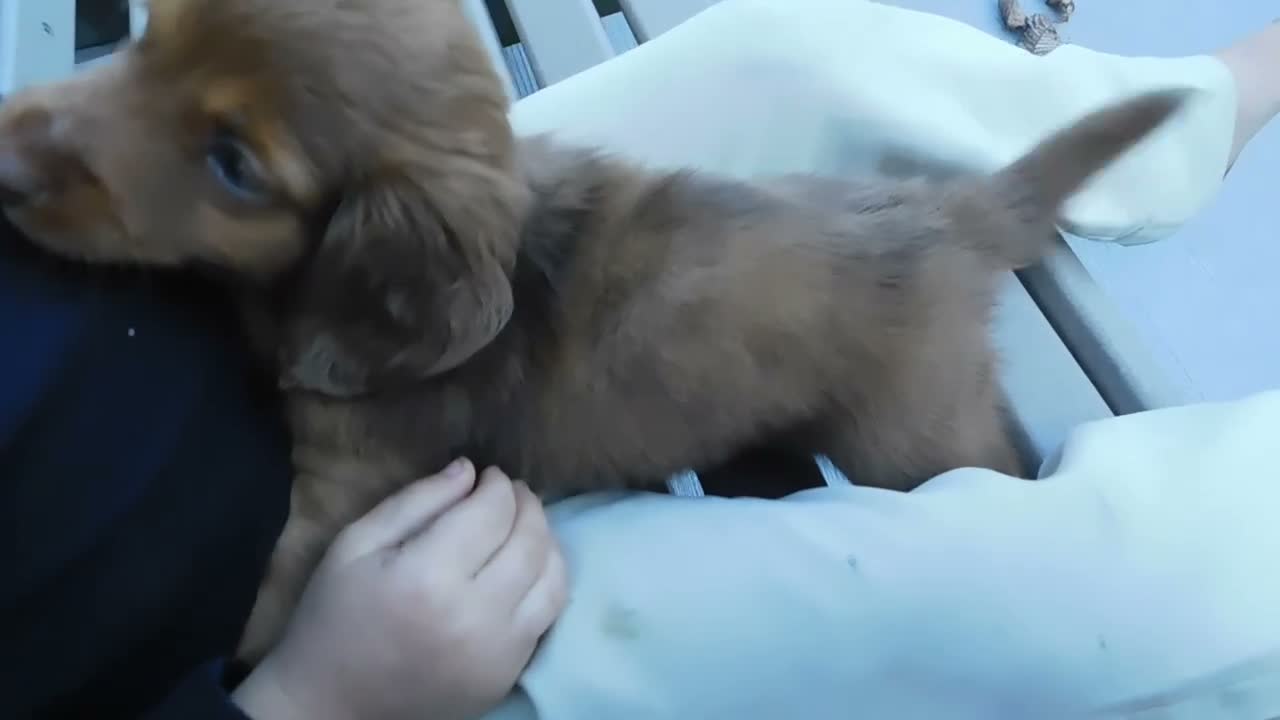Miniature Dachshund dogs for sale: Ruby - Video 1