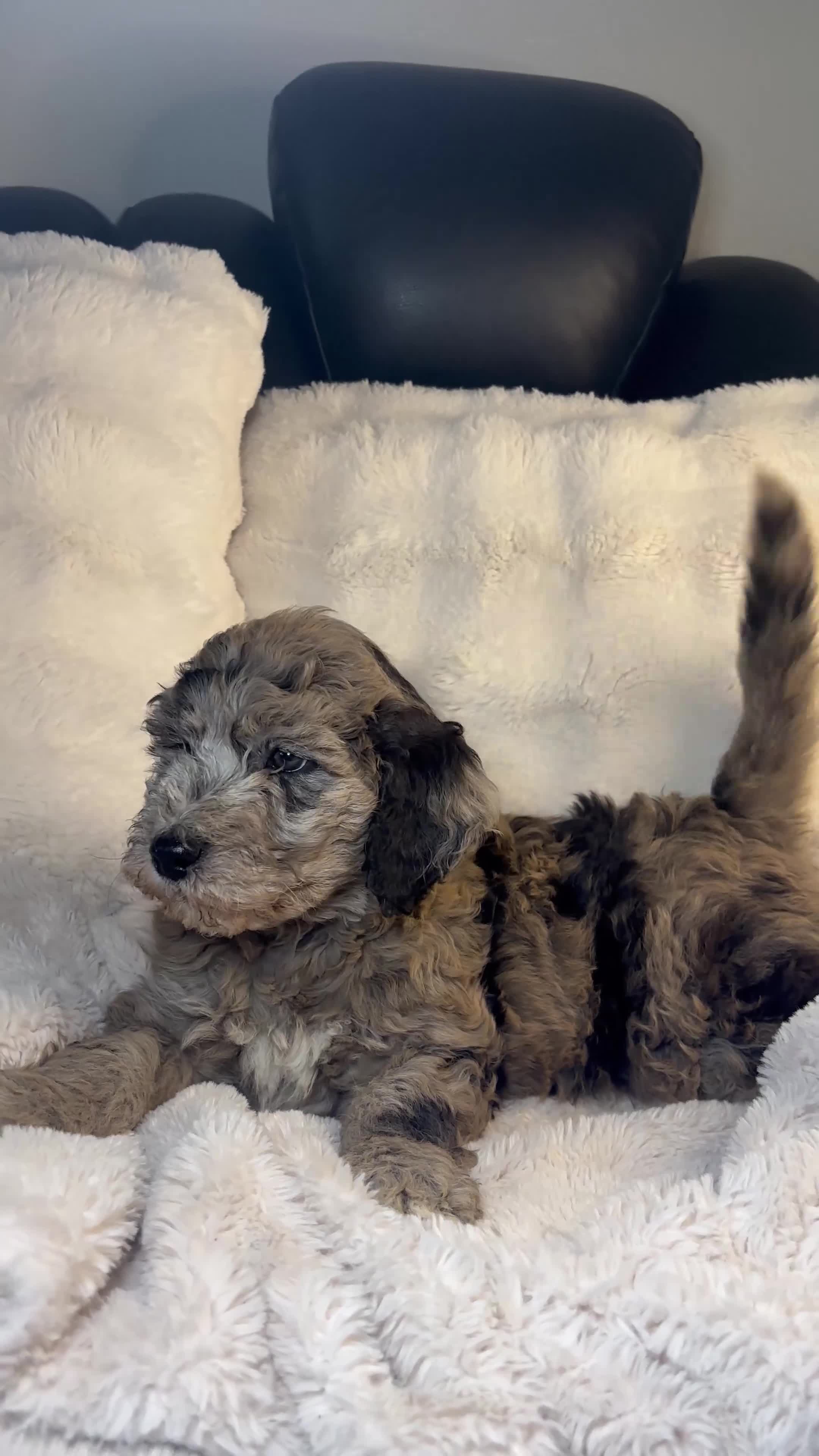 Double Doodle dogs for sale: Double Doodle Puppy 1 - Video 1