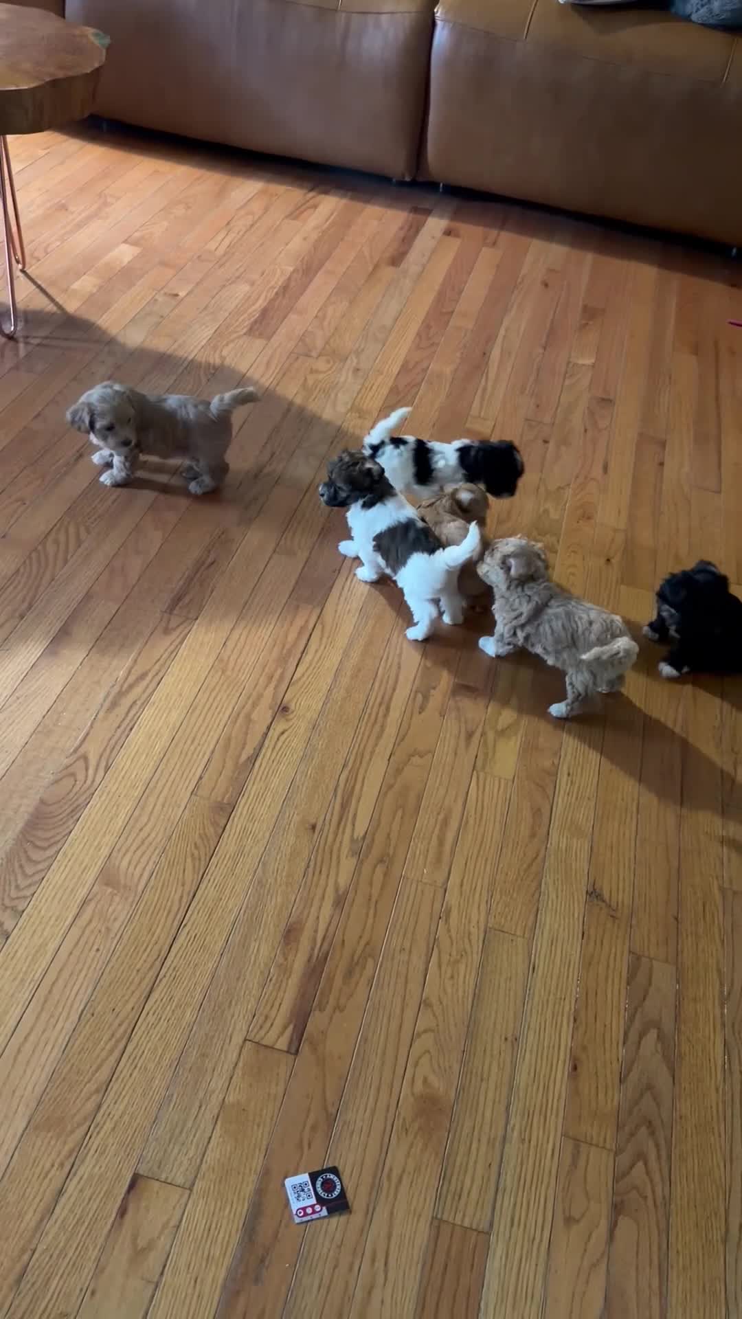 Maltipoo dogs for sale: Maltipoo 4 - Video 1