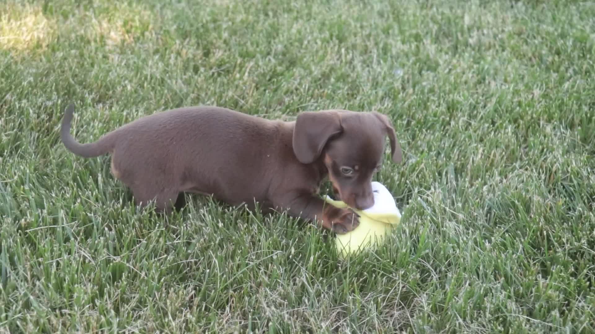 Dachshund dogs for sale: Espresso - Video 1