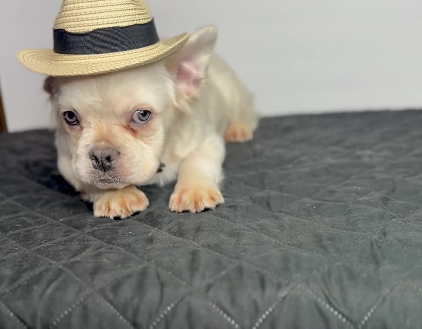 French Bulldog dogs for sale: Polar Bear - Video 1
