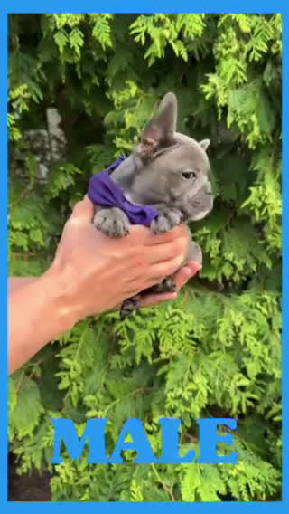 French Bulldog dogs for sale: Urus - Video 1