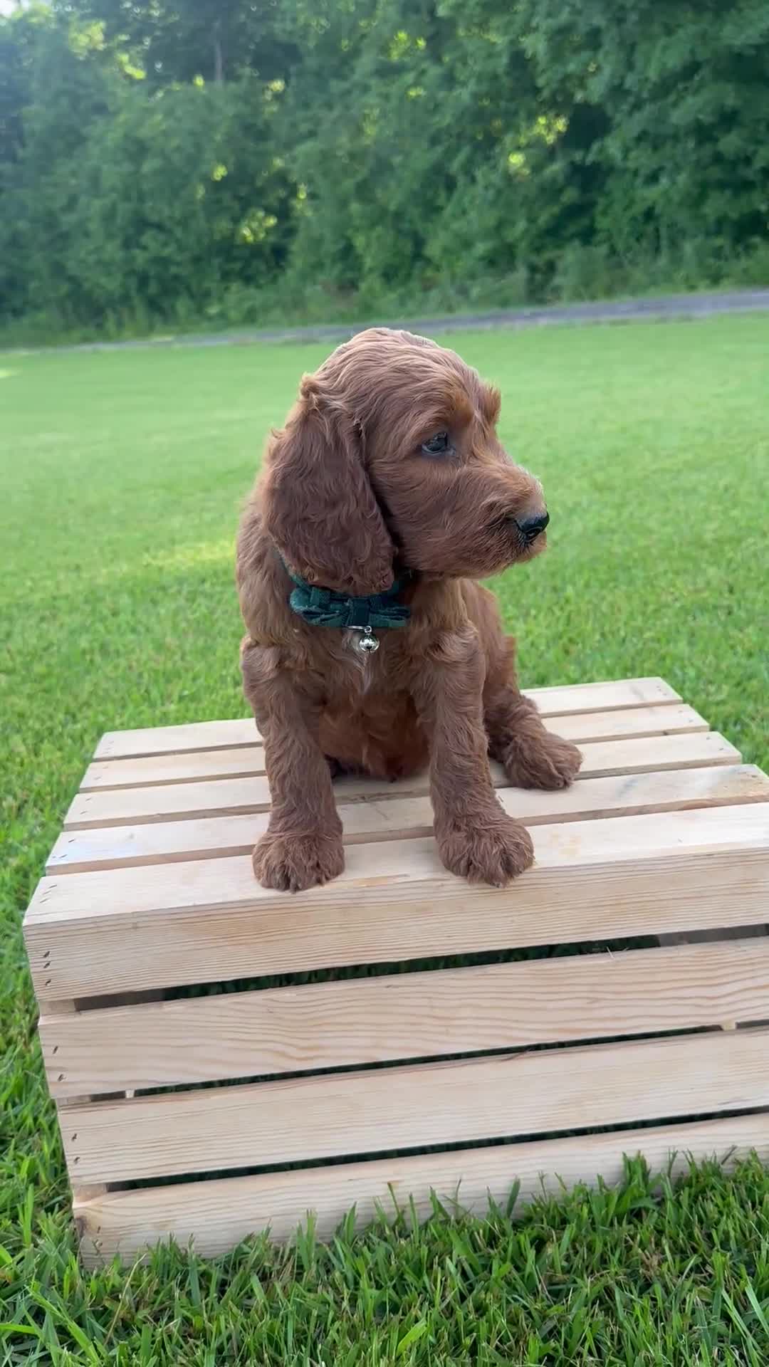 Irish Doodle dogs for sale: Finnley - Video 1