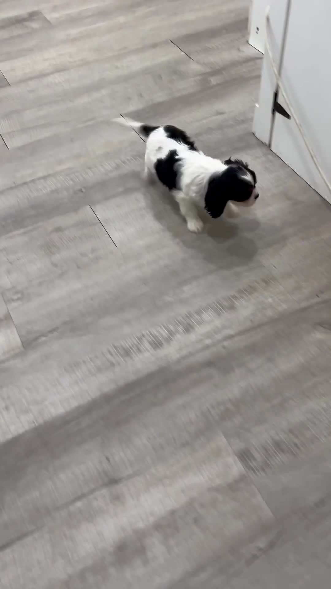 Cavalier King Charles Spaniel dogs for sale: Dexter - Video 1