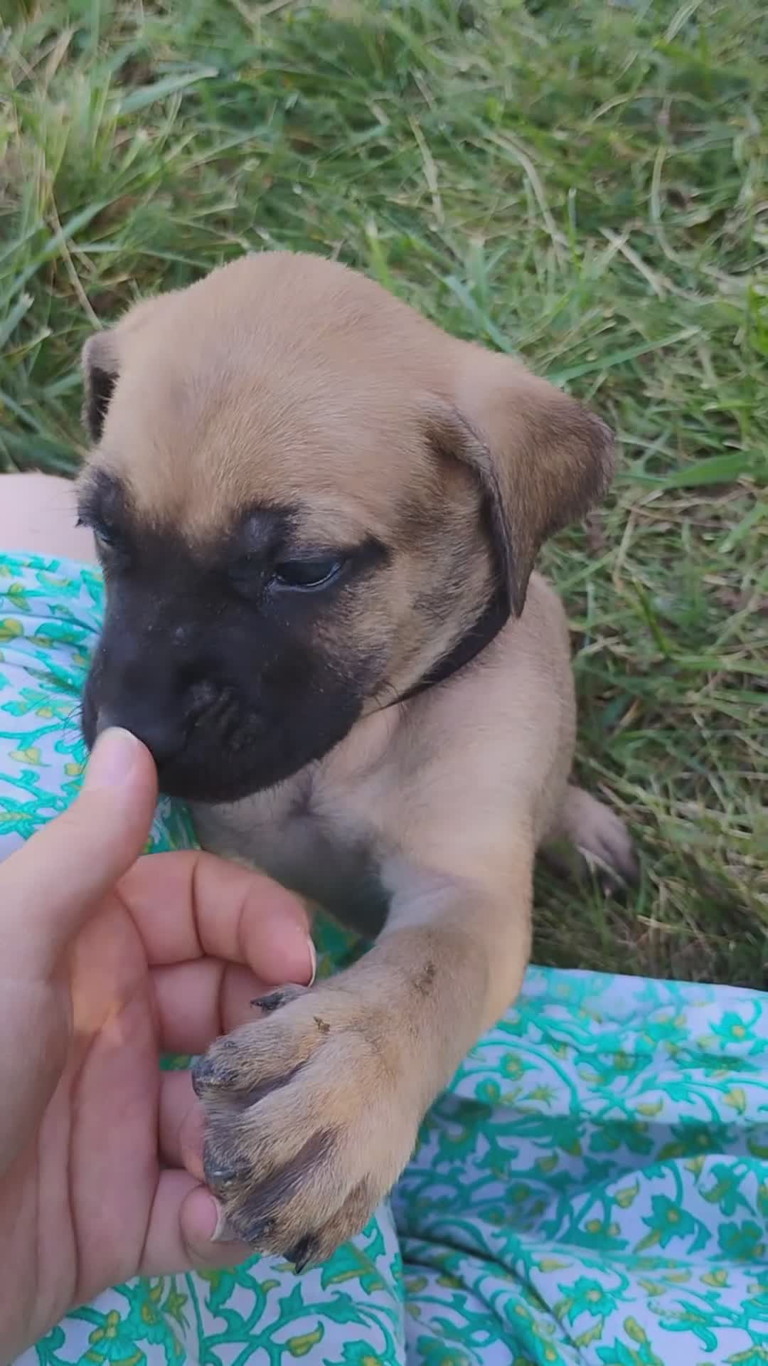 English Mastiff dogs for sale: Miss scamper  - Video 1