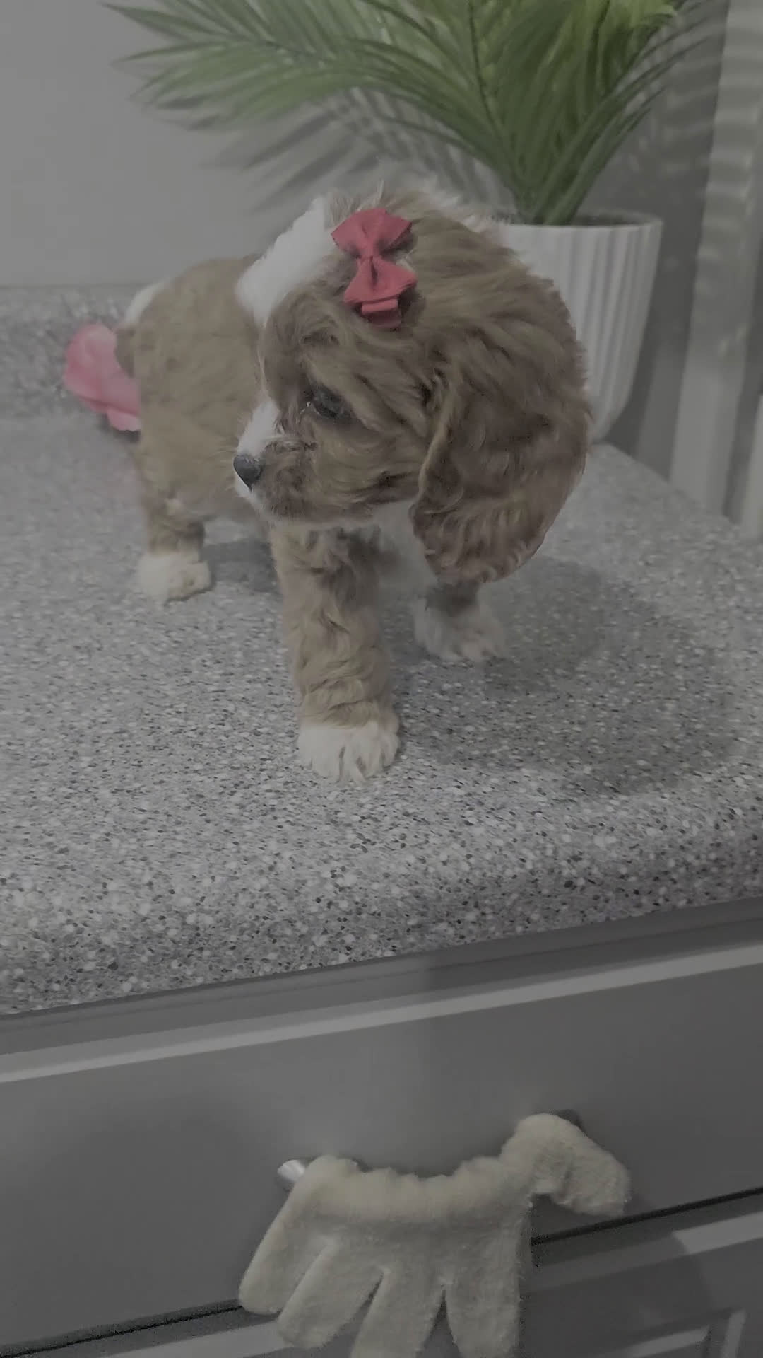 Cavapoo dogs for sale: Lil Shiloh  - Video 1