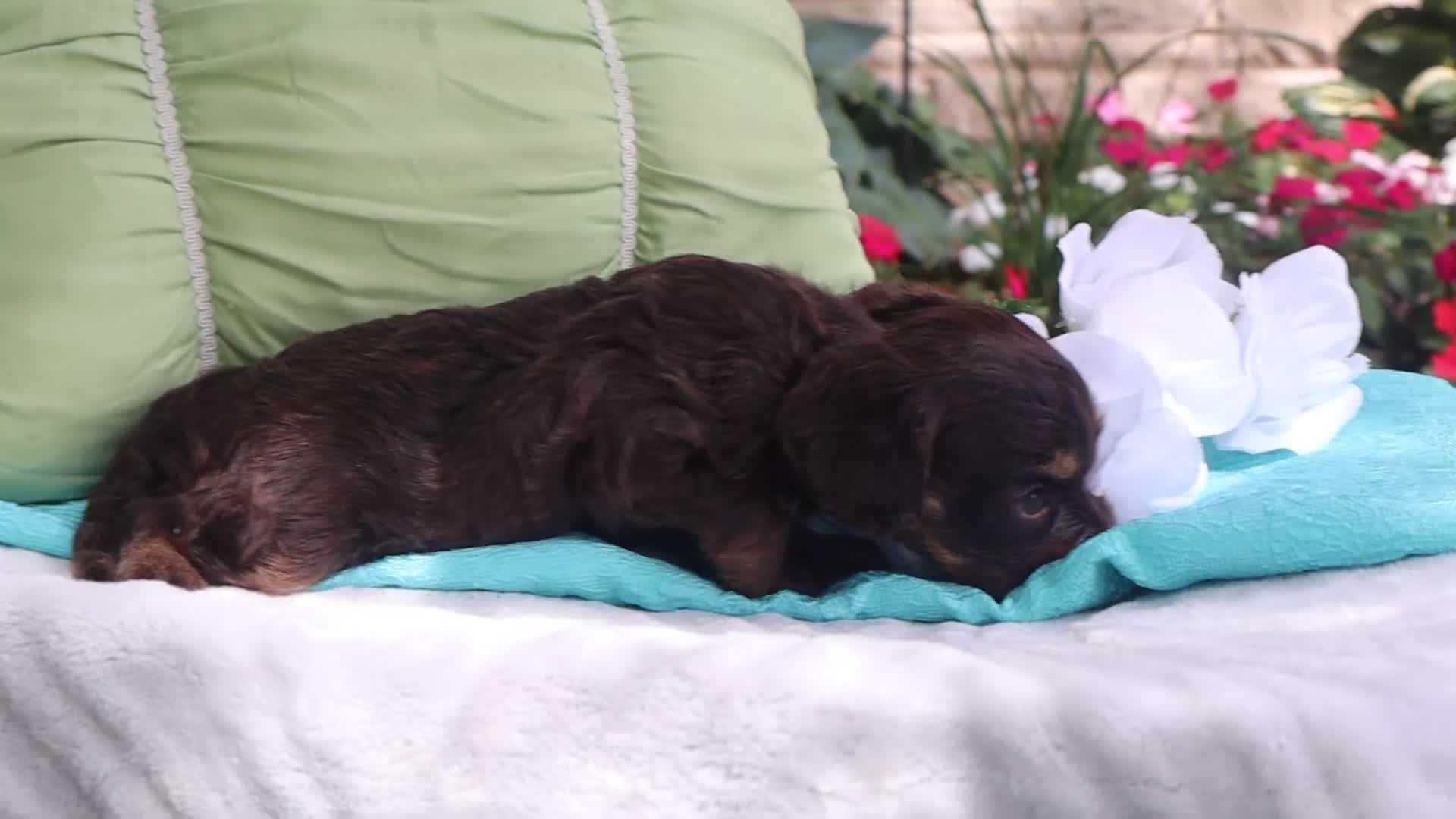 Cavapoo dogs for sale: Shilo - Video 1