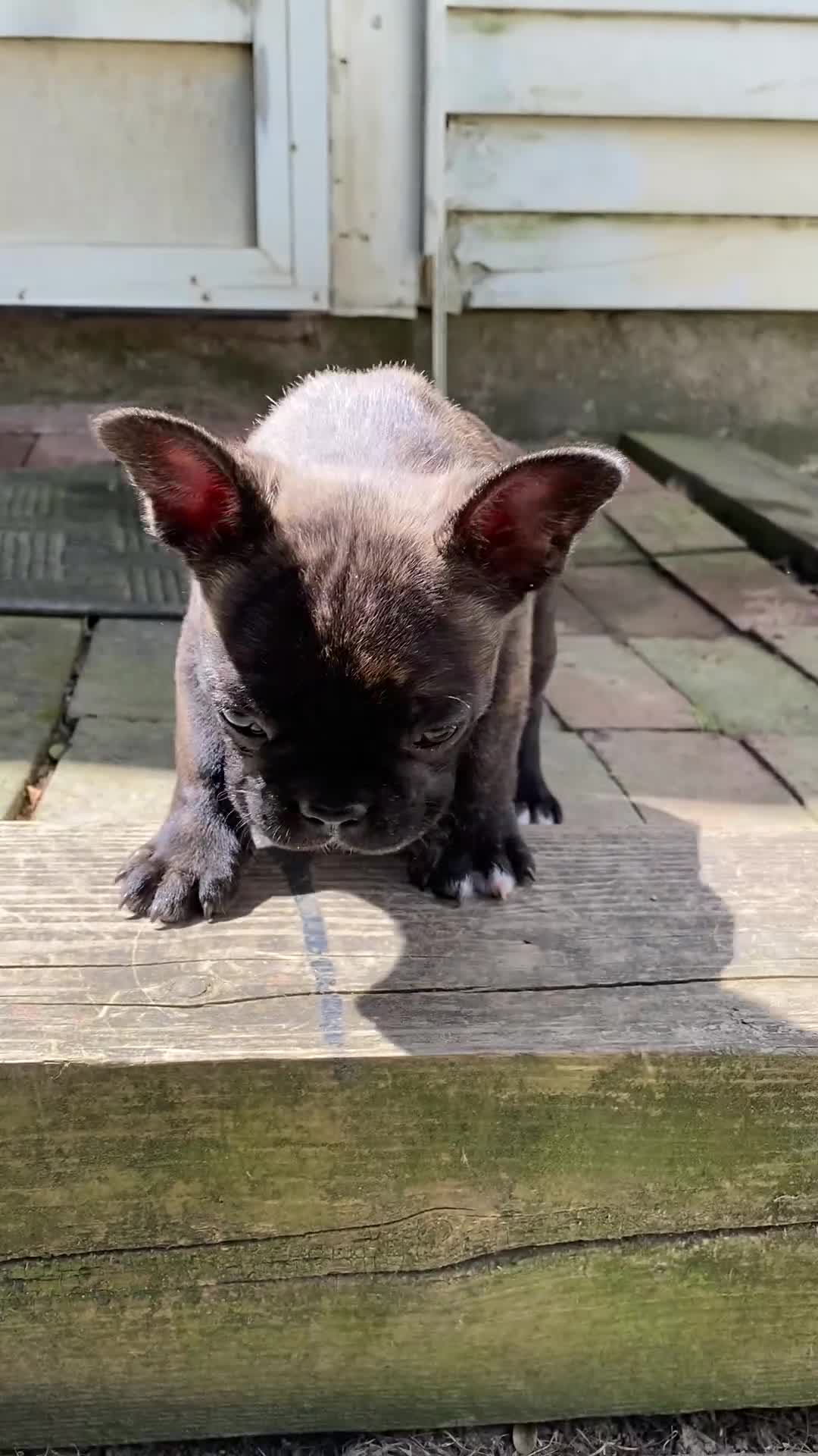 Mixed Breed dogs for sale: Mixed Breed 2 - Video 1