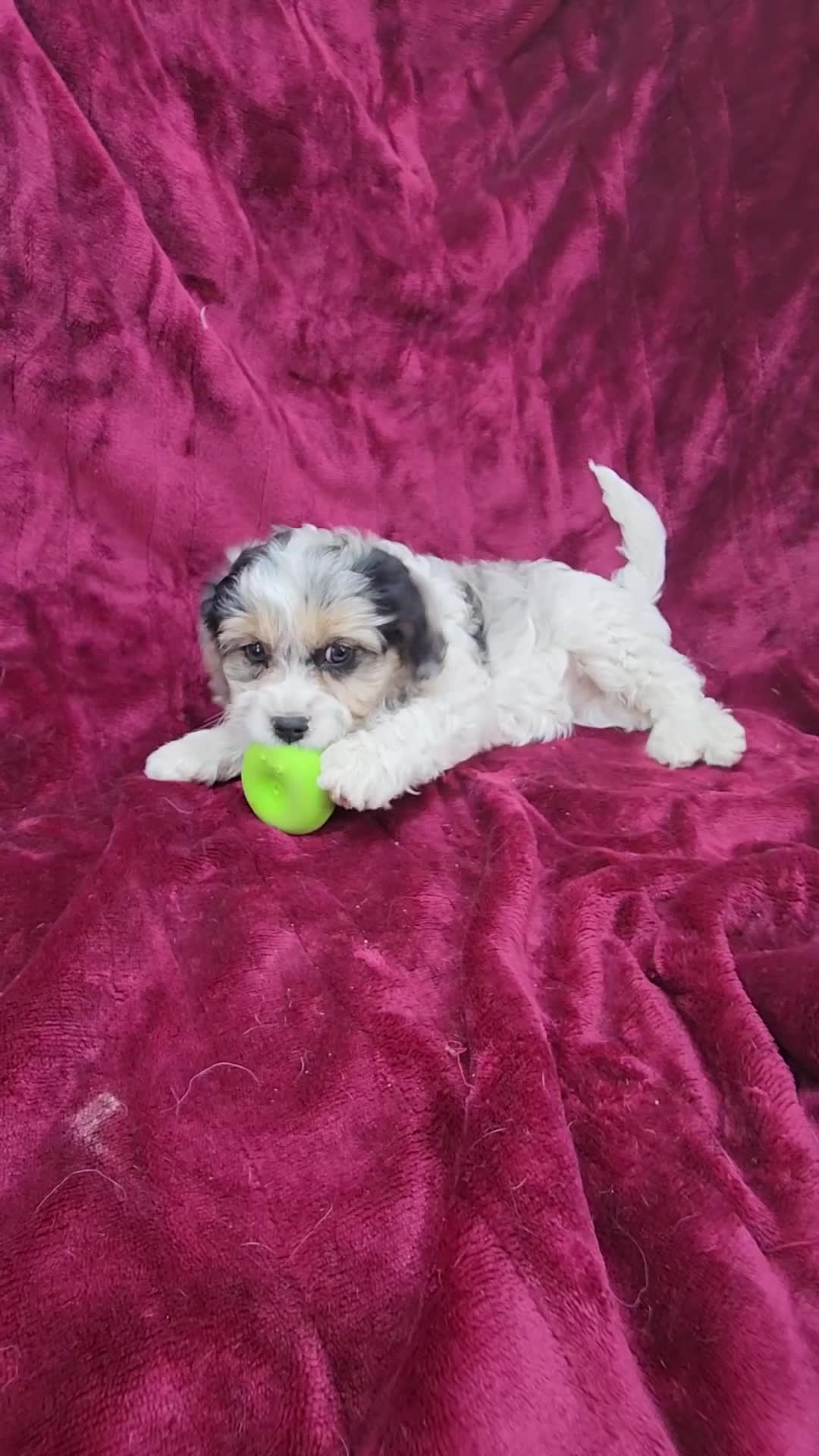 Cavapoo dogs for sale: Cavapoo girl 1 - Video 1