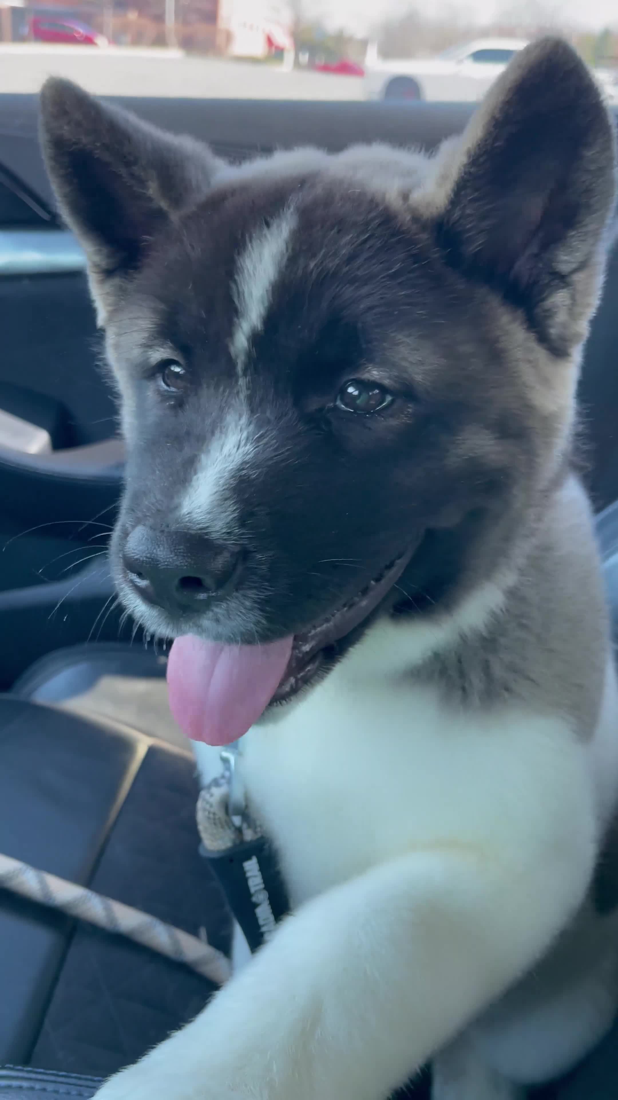 Akita dogs for sale: Akita Puppy 1 - Video 4