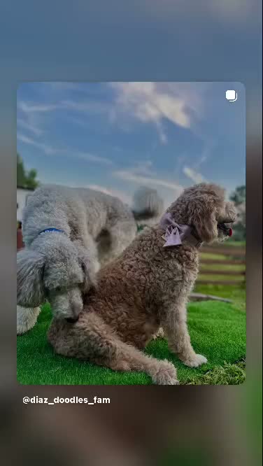 Goldendoodle dogs for sale: Onyx 🧡 - Video 3