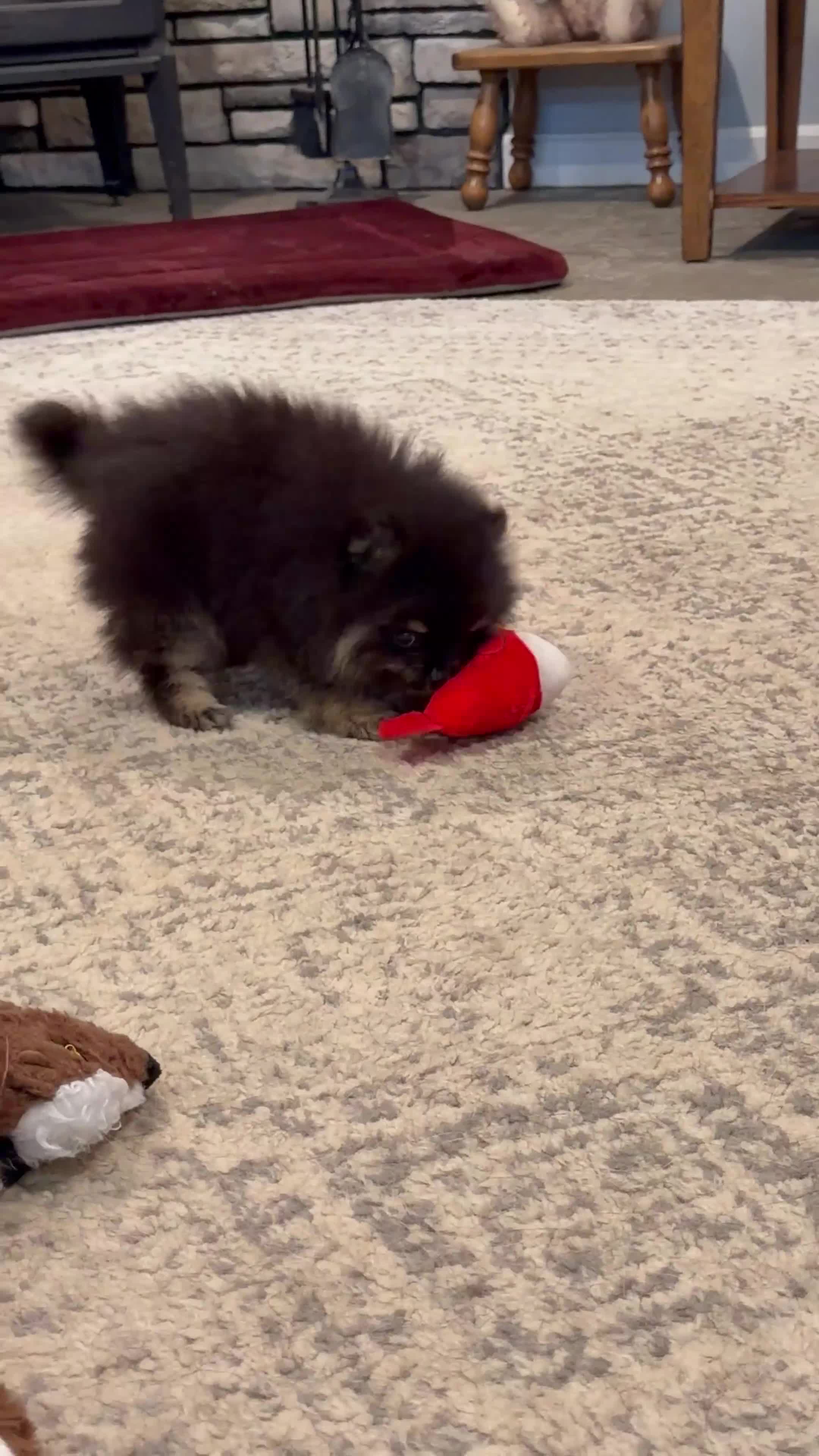 Pomeranian dogs for sale: Zeke AKC  - Video 2