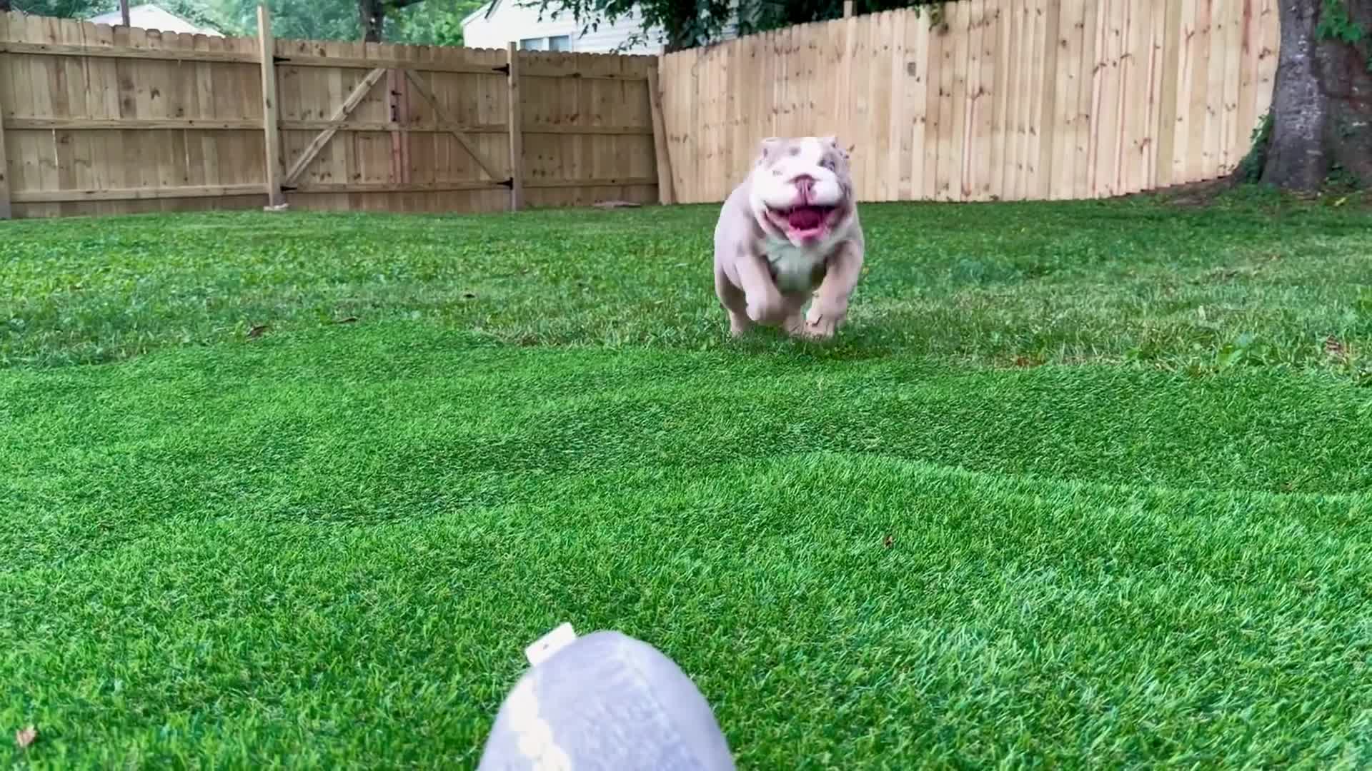 English Bulldog dogs for sale: English Bulldog 1 - Video 1