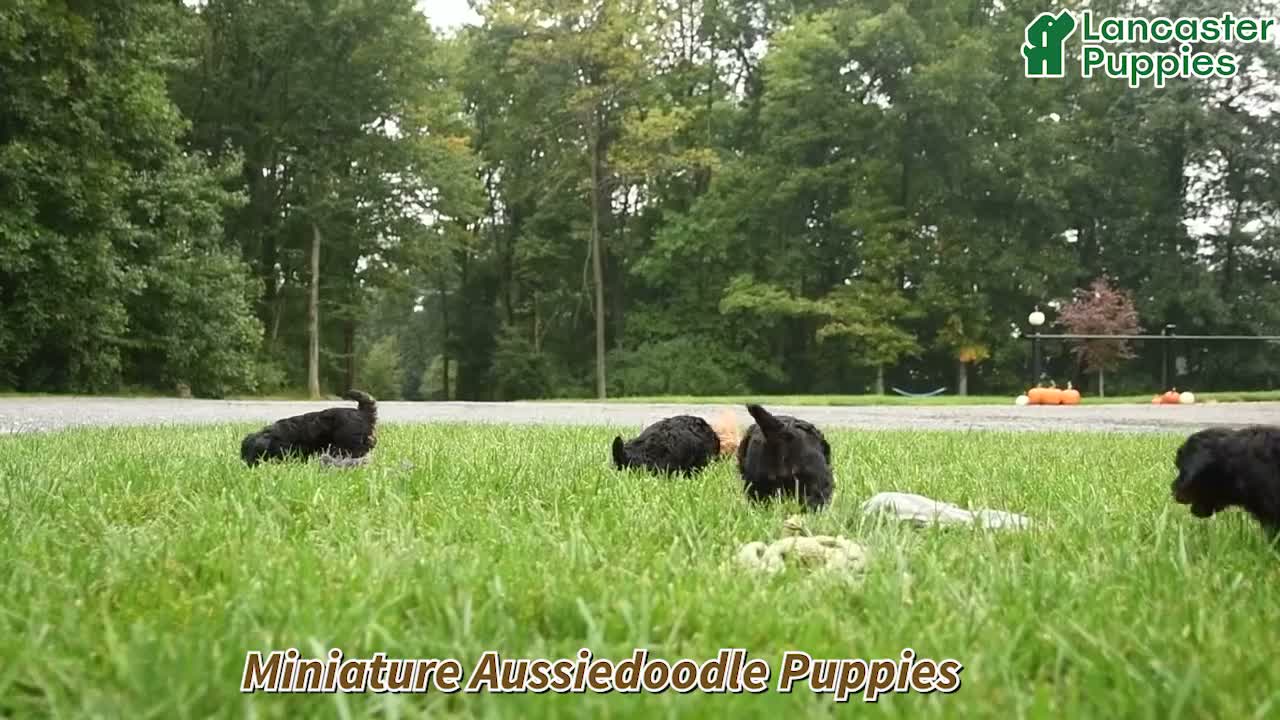 Mini Aussiedoodle dogs for sale: Grimsby - Video 1