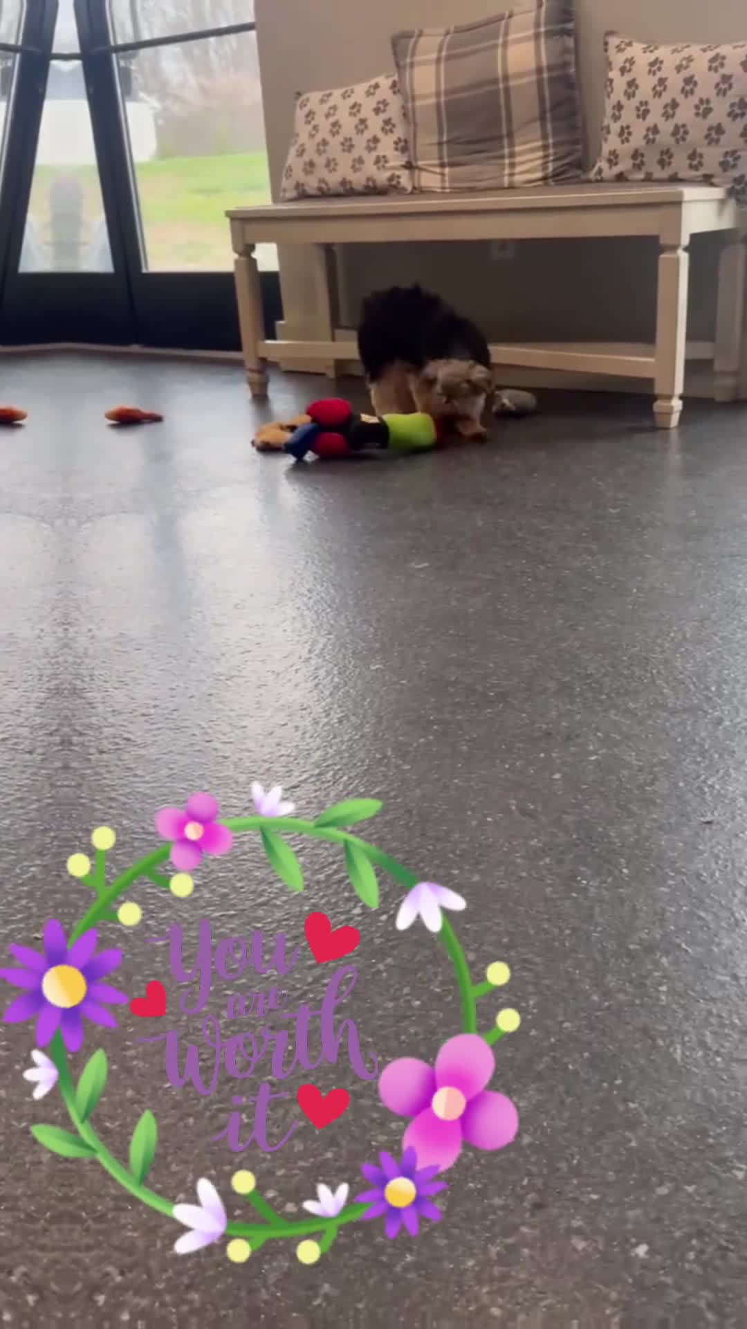 Yorkshire Terrier dogs for sale: Chanel - Video 1