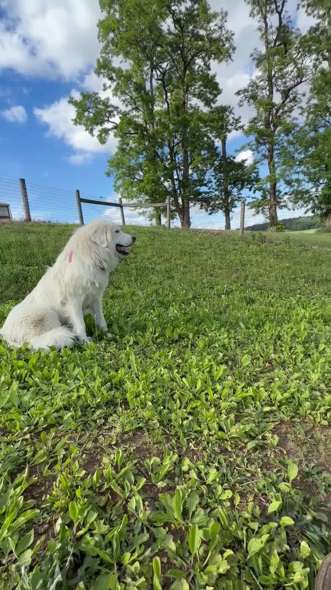 Great Pyrenees dogs for sale: Pink - Video 1