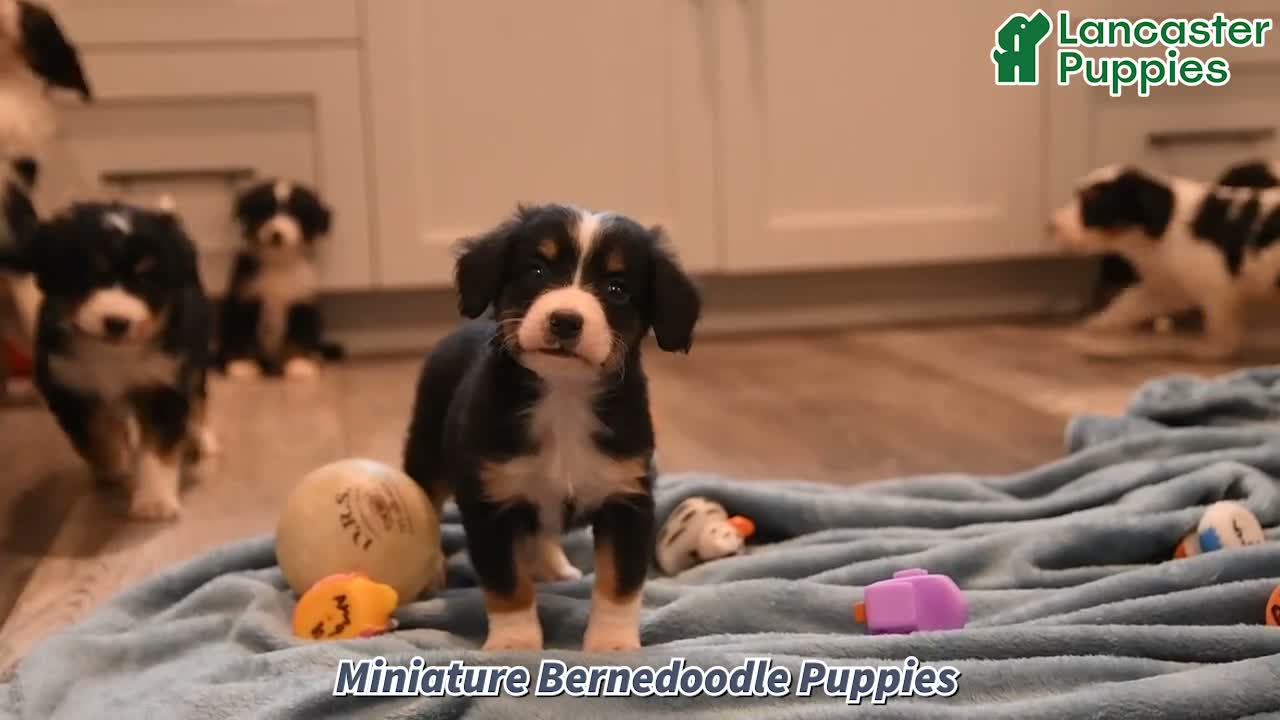 Mini Bernedoodle dogs for sale: Snickers - Video 1