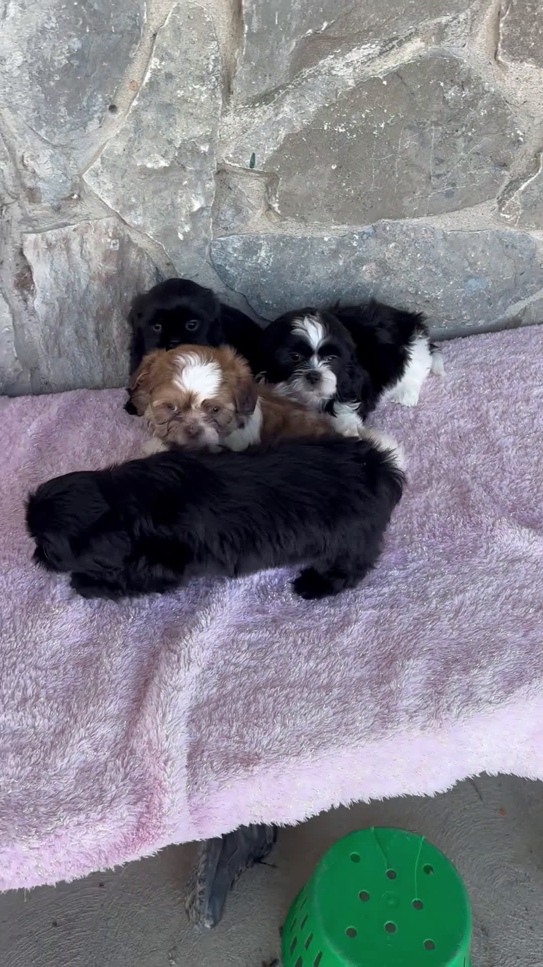 Shih Tzu dogs for sale: Kim  - Video 1