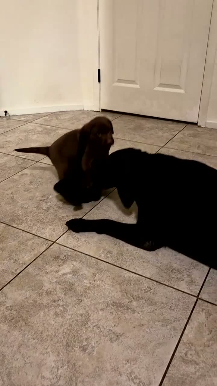 Labrador Retriever dogs for sale: Labrador Retriever 1 - Video 1