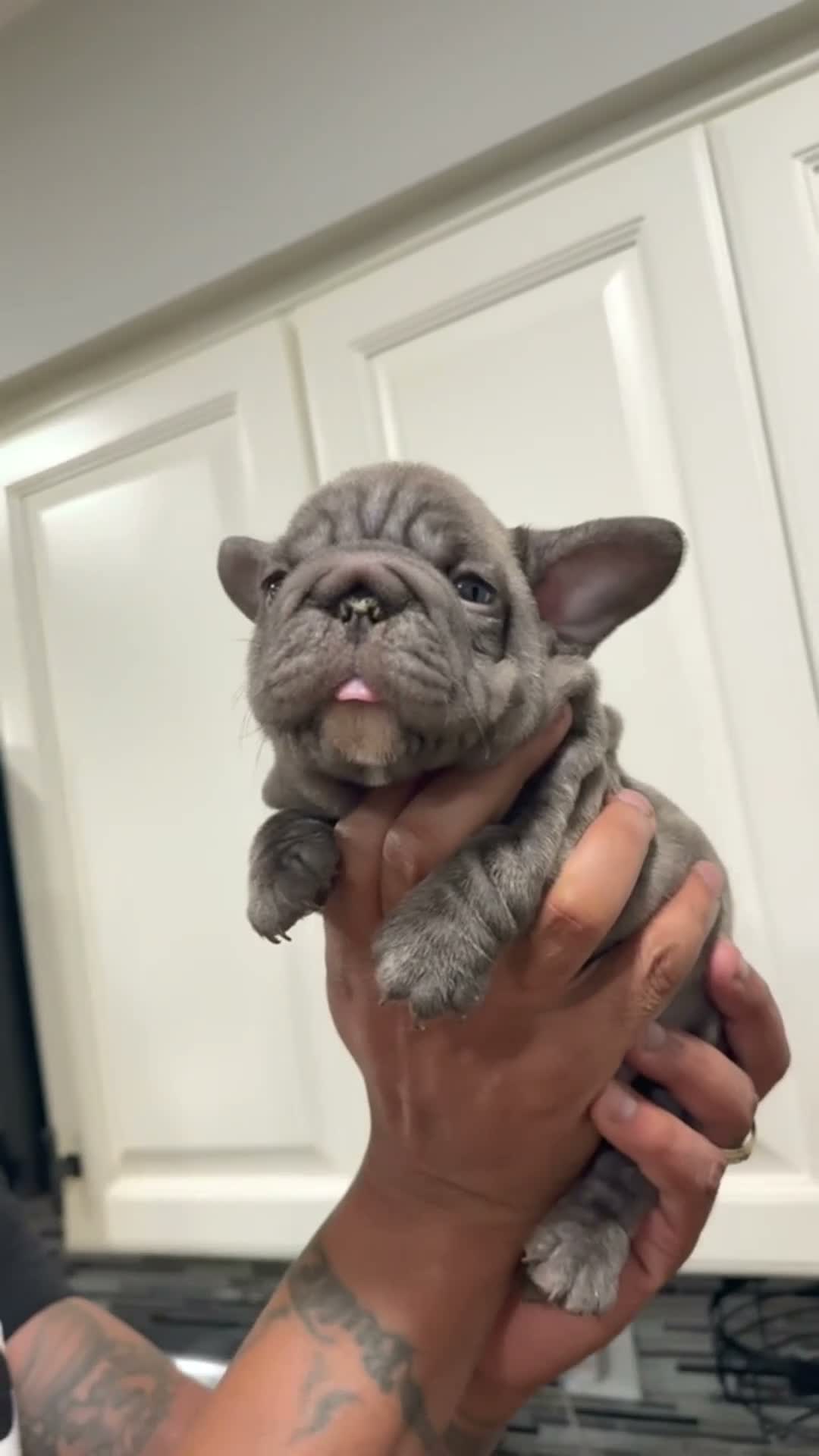 French Bulldog dogs for sale: French Bulldog 1 - Video 1