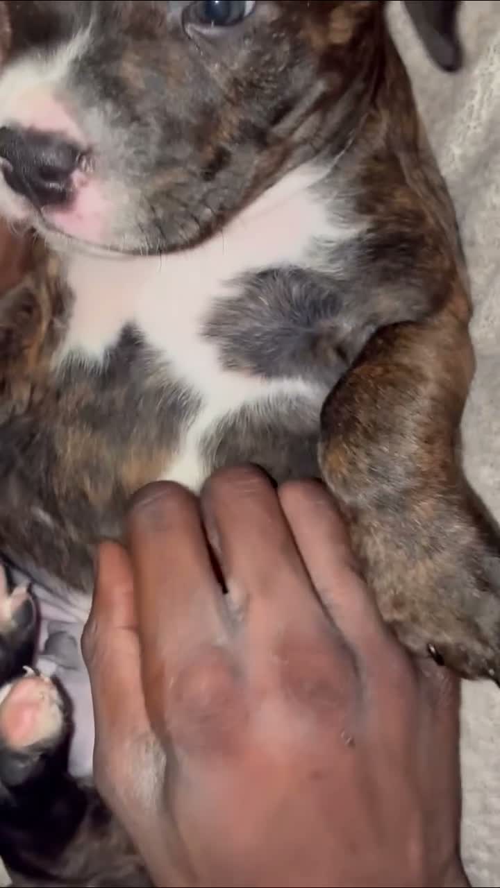 Mixed Breed dogs for sale: Mixed Breed 1 - Video 2