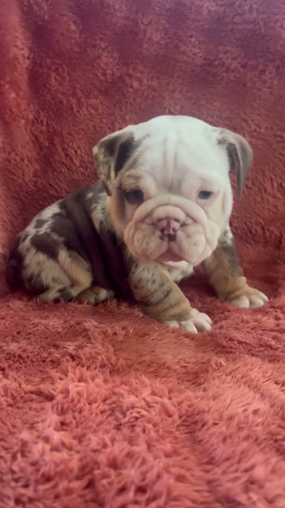 English Bulldog dogs for sale: Charlie Brown  - Video 1
