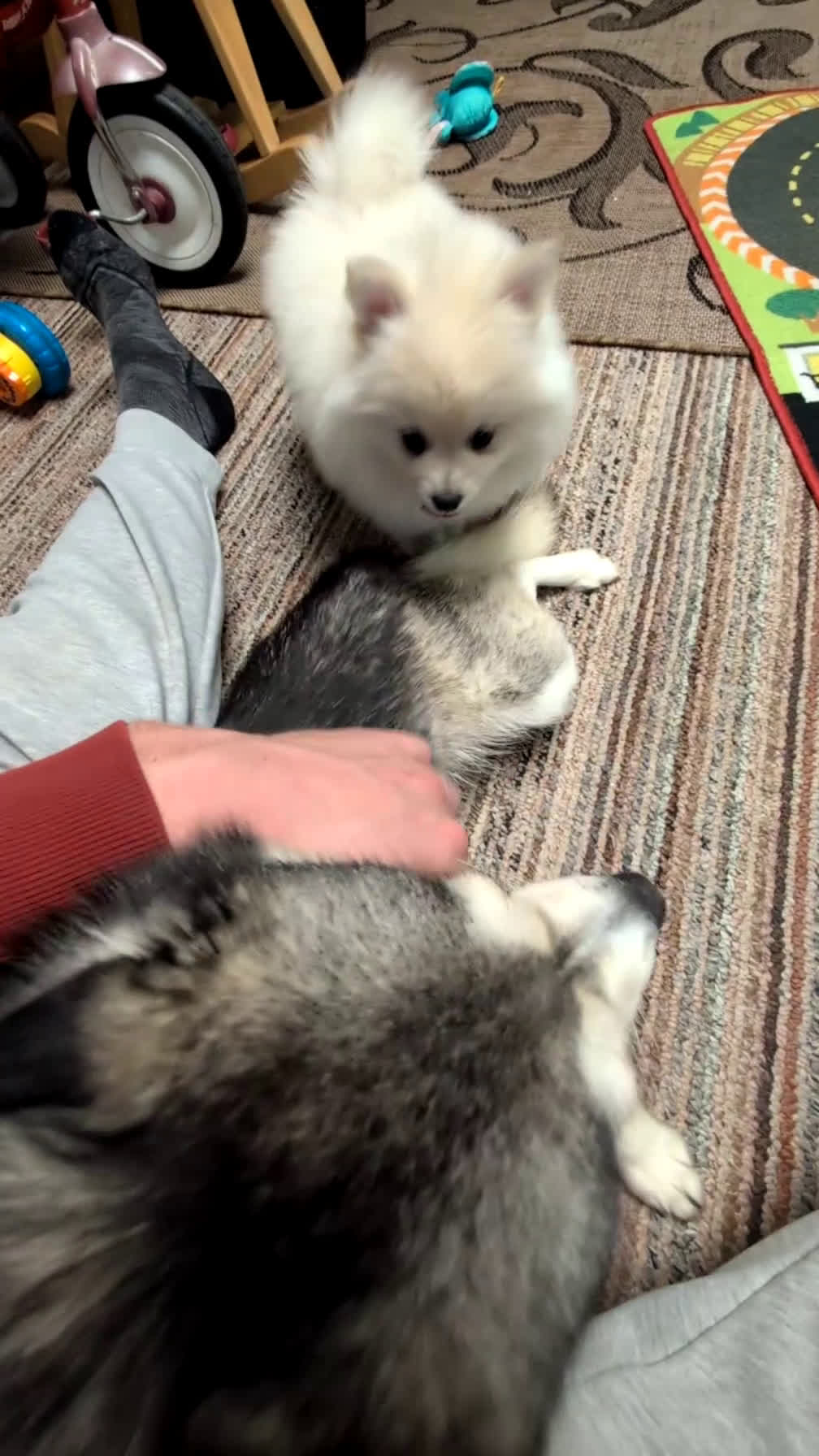 Pomsky dogs for sale: Jill  - Video 1