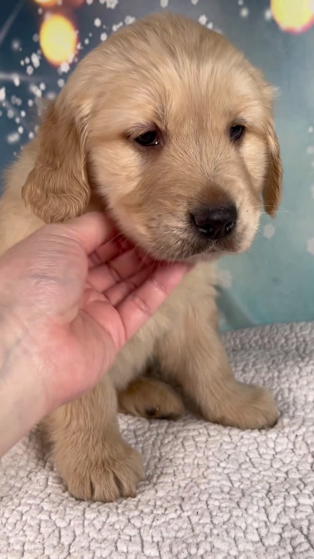 Golden Retriever dogs for sale: Edison - Video 1