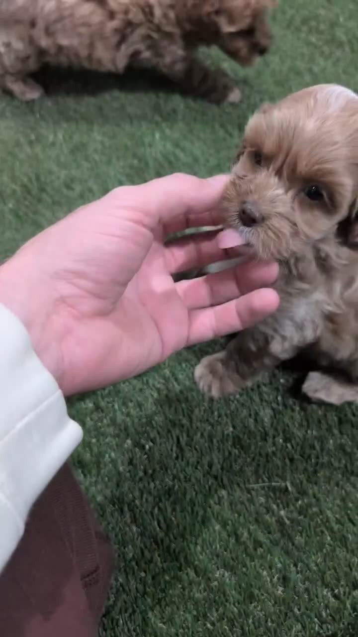 Cockapoo dogs for sale: Eden - Video 1