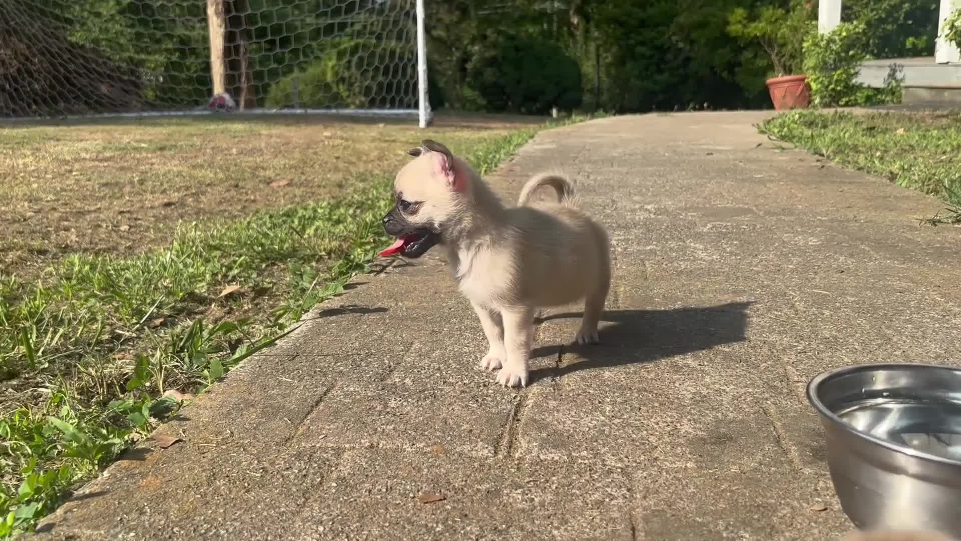 Mixed Breed dogs for sale: Mixed Breed 2 - Video 1