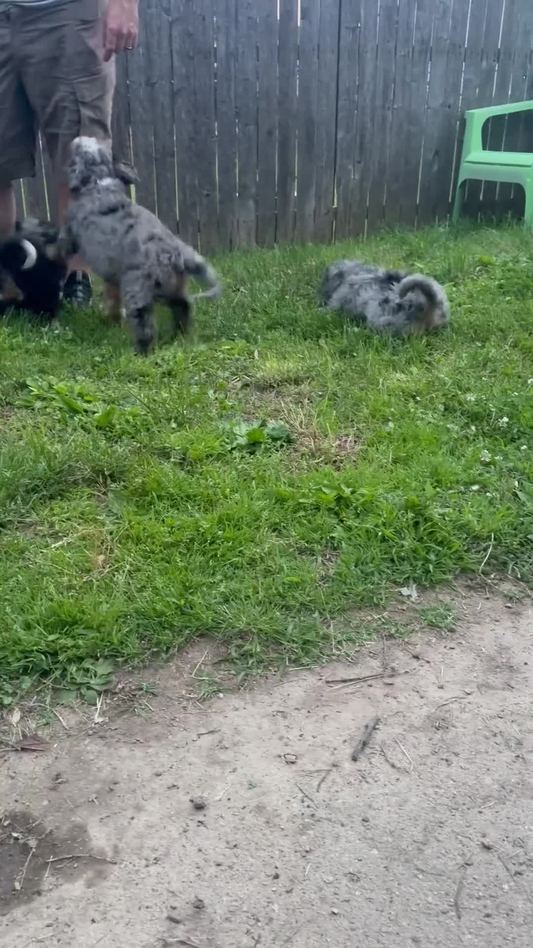 Mini Bernedoodle dogs for sale: Mini Bernedoodle Princess - Video 1