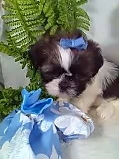 Shih Tzu dogs for sale: Annie  - Video 1