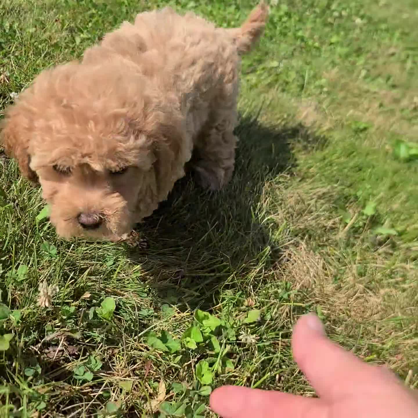 Maltipoo dogs for sale: Graham - Video 1