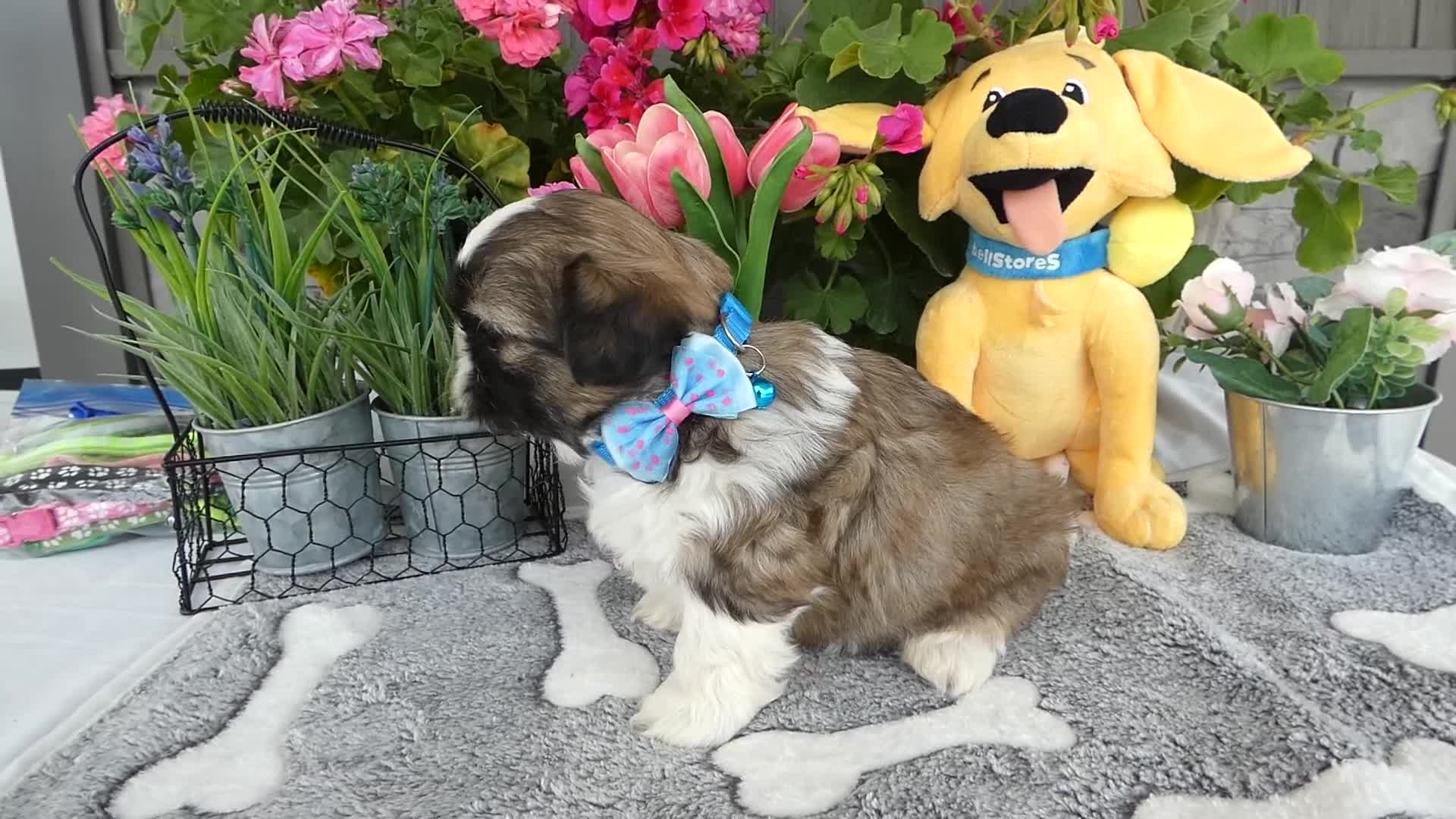 Shih Tzu dogs for sale: Shih Tzu 2 Midas - Video 1