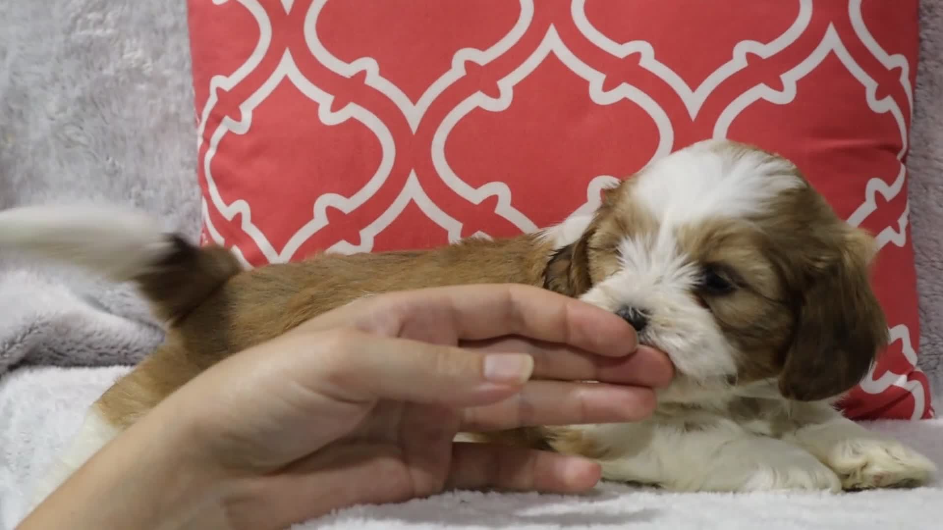 Shihpoo dogs for sale: Esne - Video 1