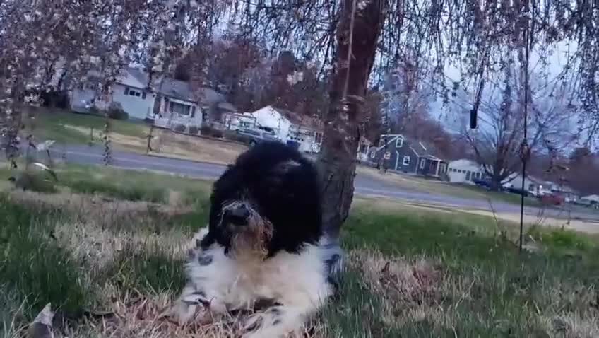 Standard Poodle dogs for sale:  Puppy 2 - Video 1