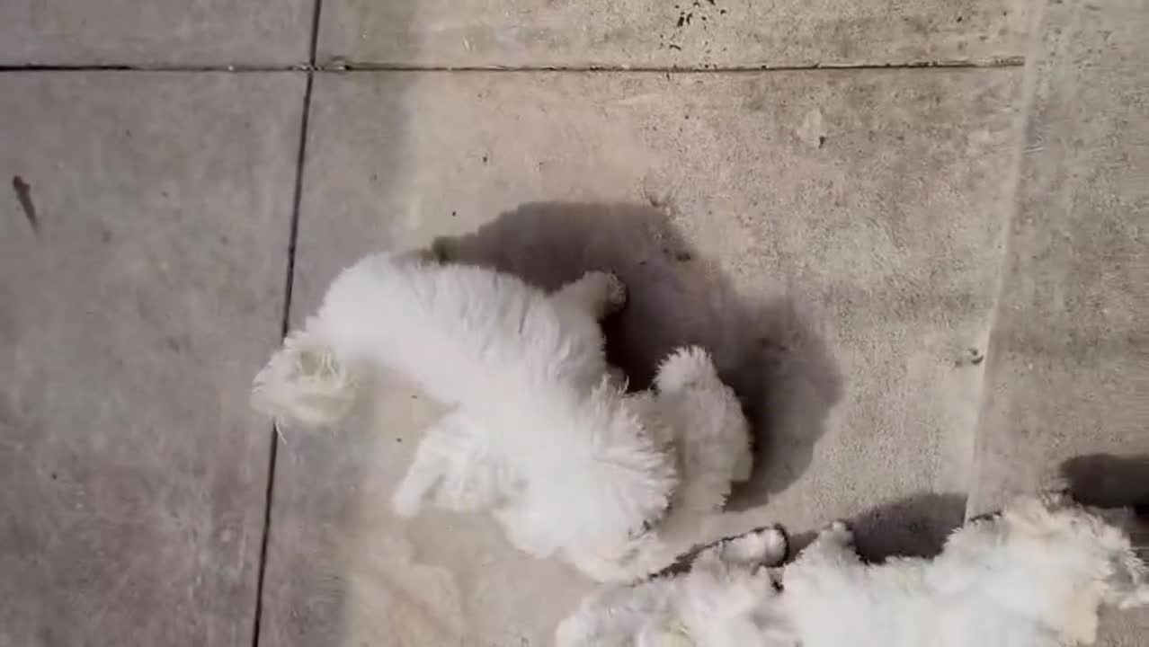 Bichon Frise dogs for sale: luna - Video 1