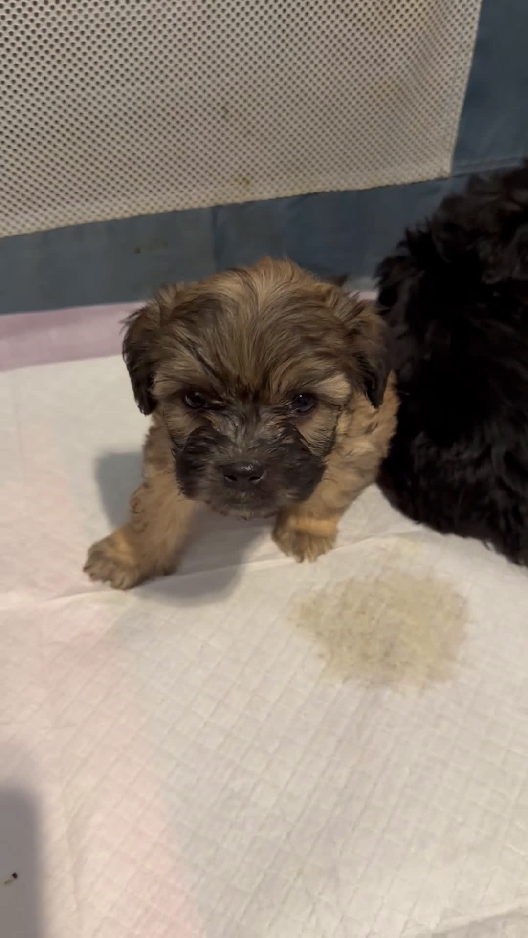 Mixed Breed dogs for sale: Mixed Breed Puppy 1 - Video 3