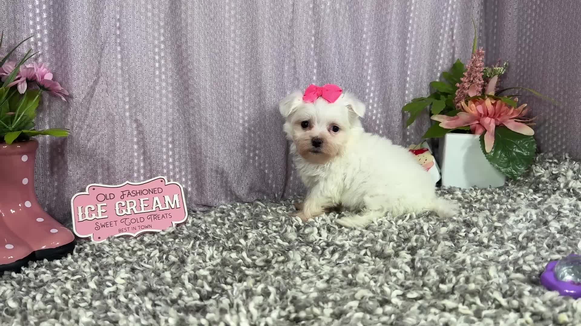 Maltese dogs for sale: Maltese 1 - Video 1