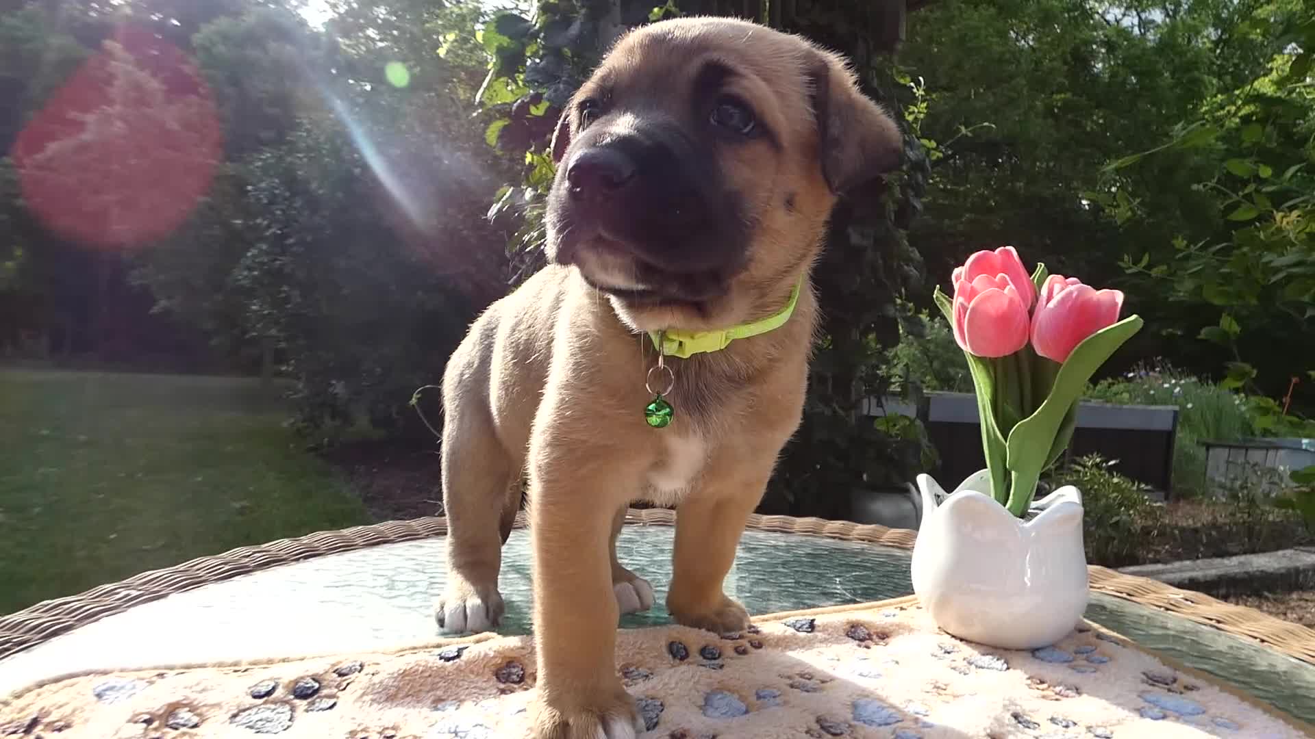 Cane Corso dogs for sale: Cane Corso Puppy 3 Solomon - Video 1