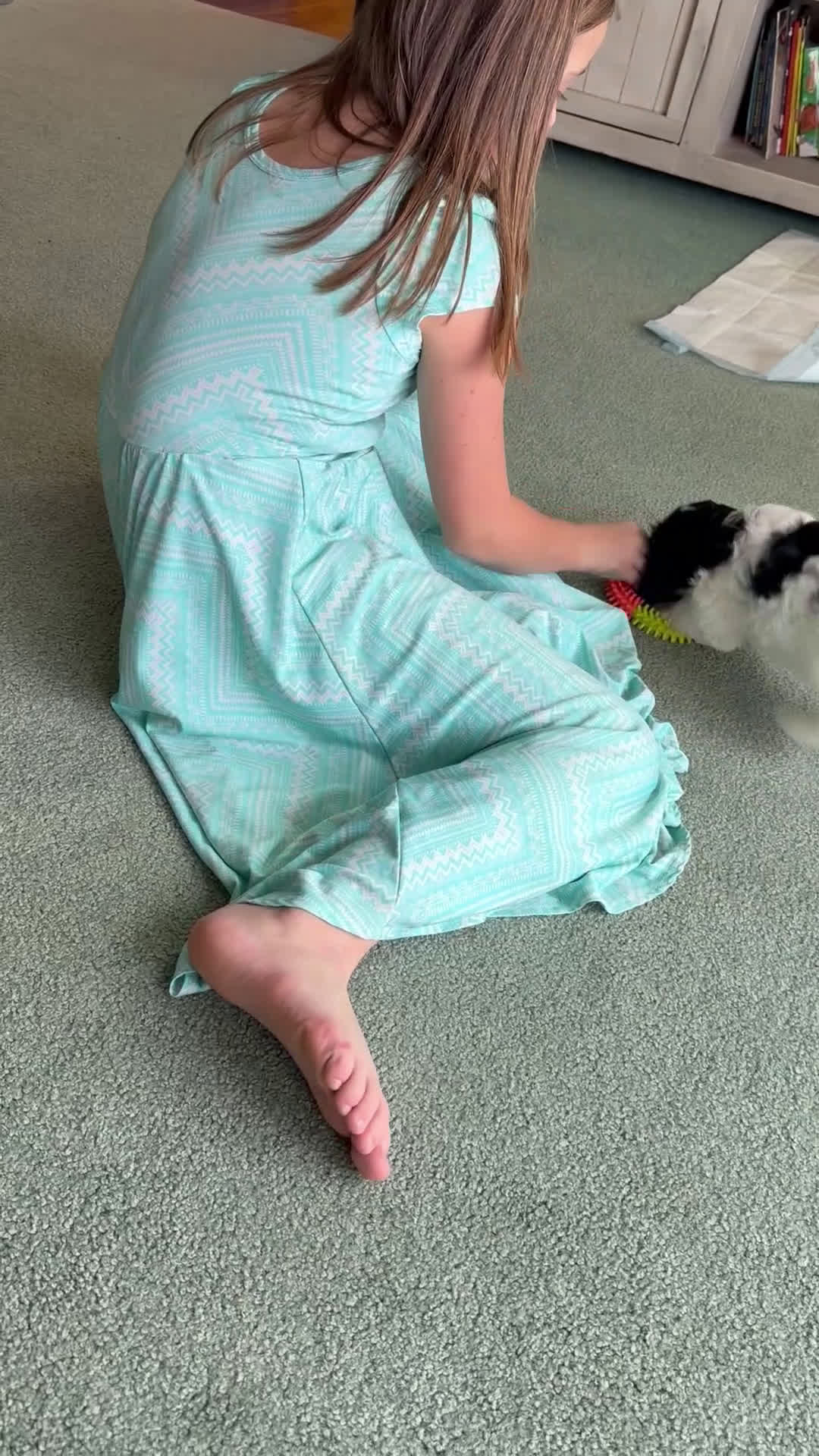 Cavapoo dogs for sale: Frosty - Video 1