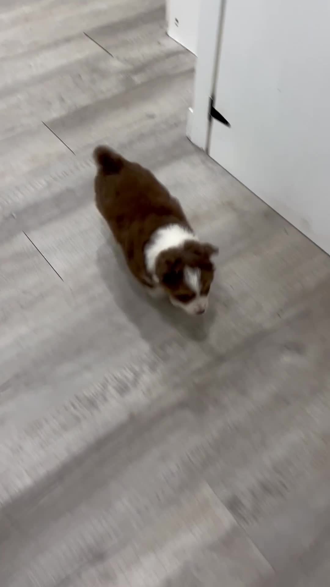 Australian Shepherd dogs for sale: Gracie - Video 1