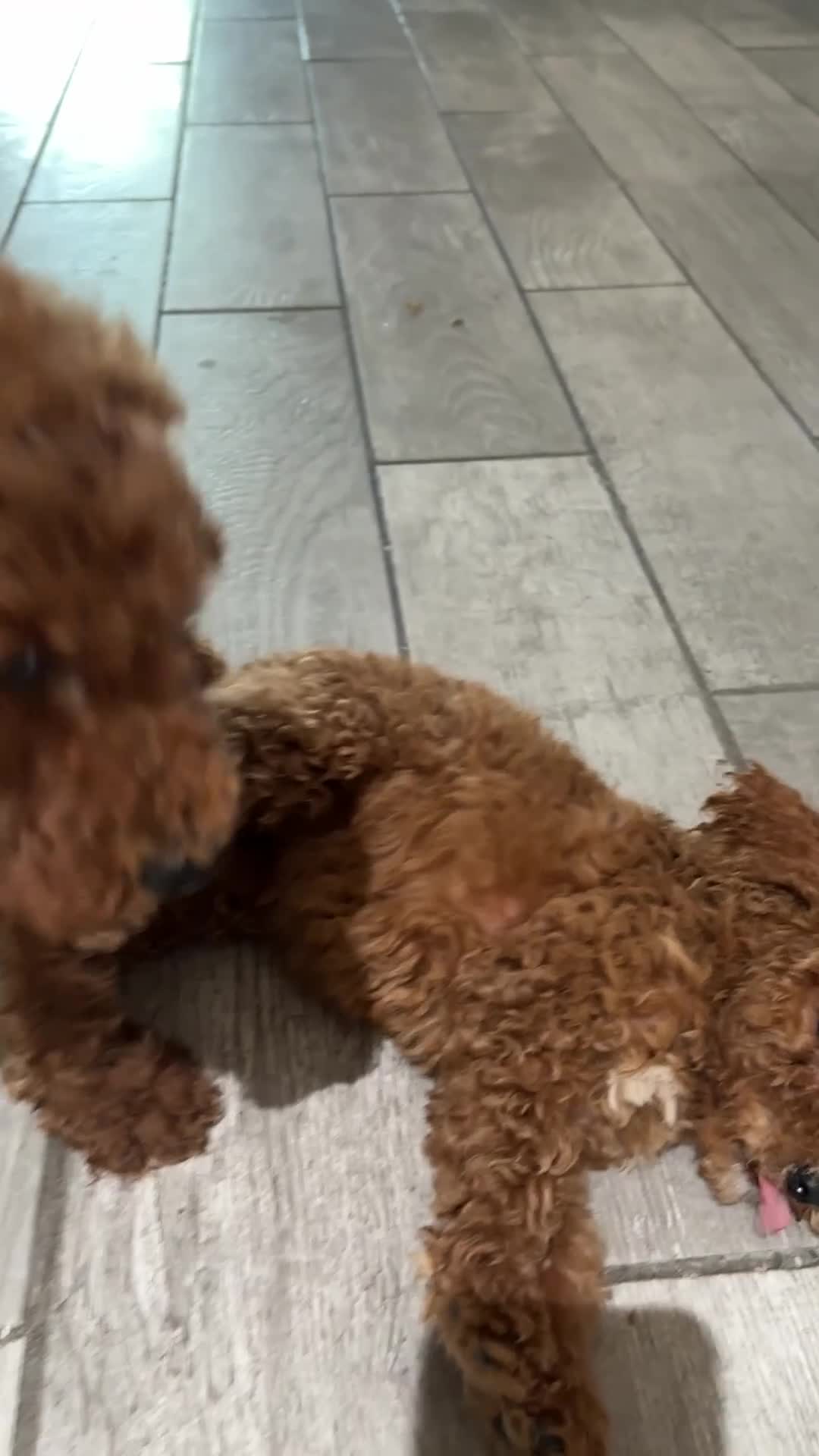Standard Poodle dogs for sale: Duke - Video 2