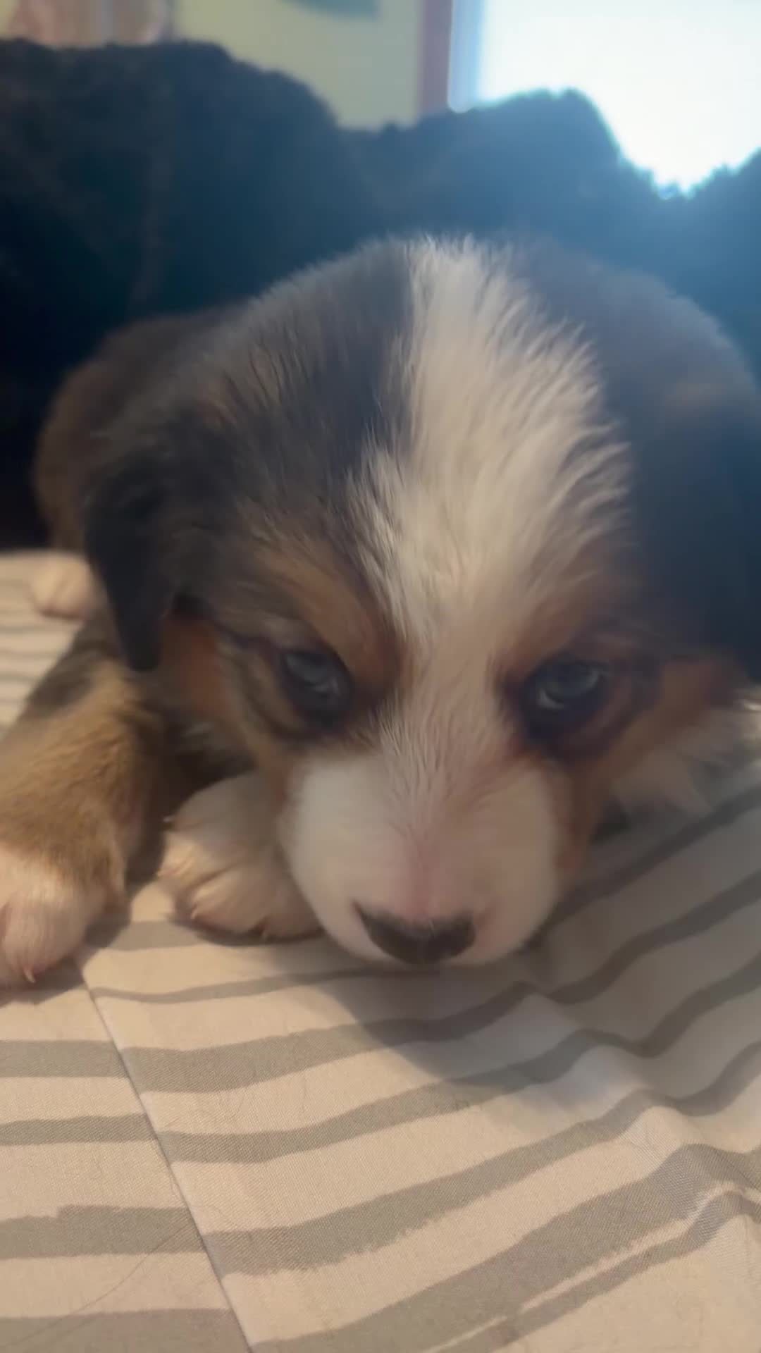 Mixed Breed dogs for sale: Light blue - Video 1