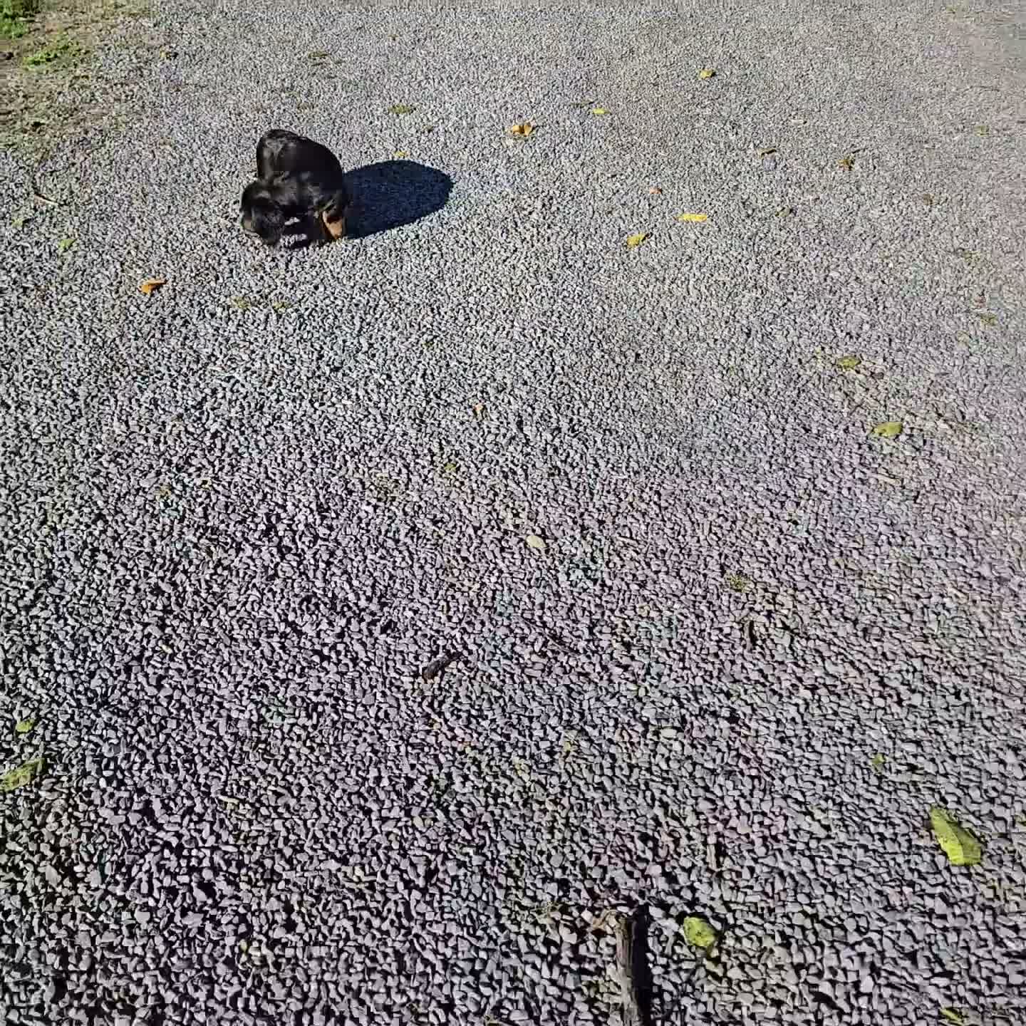 Miniature Dachshund dogs for sale: Trixie - Video 1