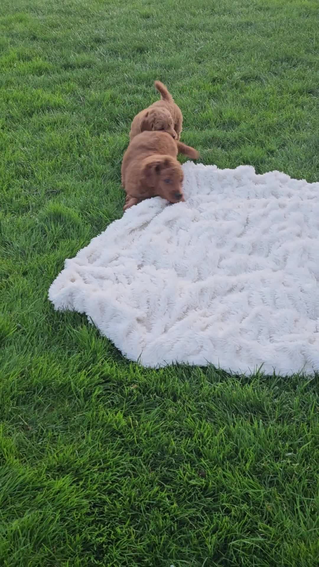 Mini Goldendoodle dogs for sale: Mini Goldendoodle Puppy 1 - Video 1