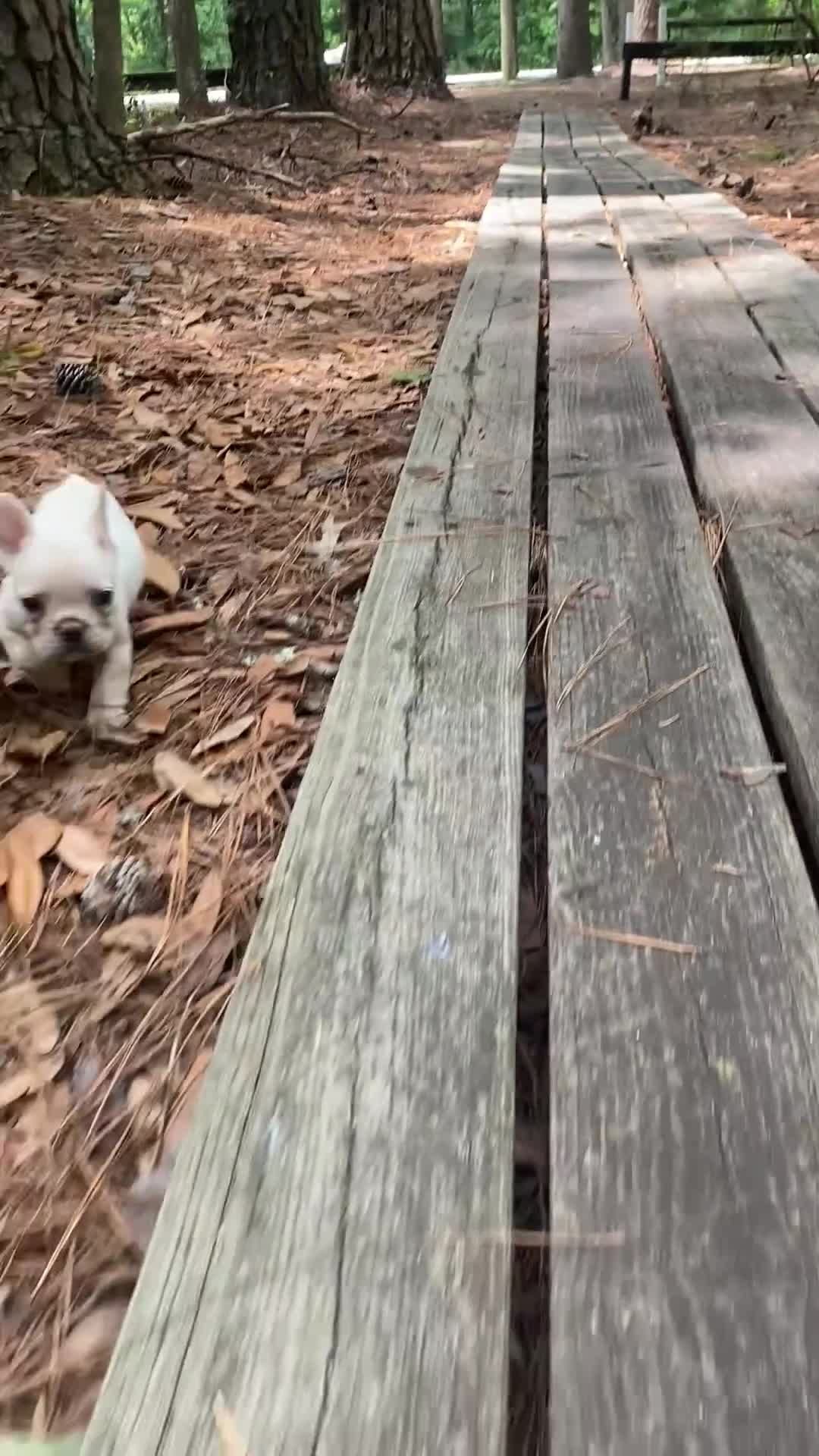 French Bulldog dogs for sale: Kahuna - Video 1