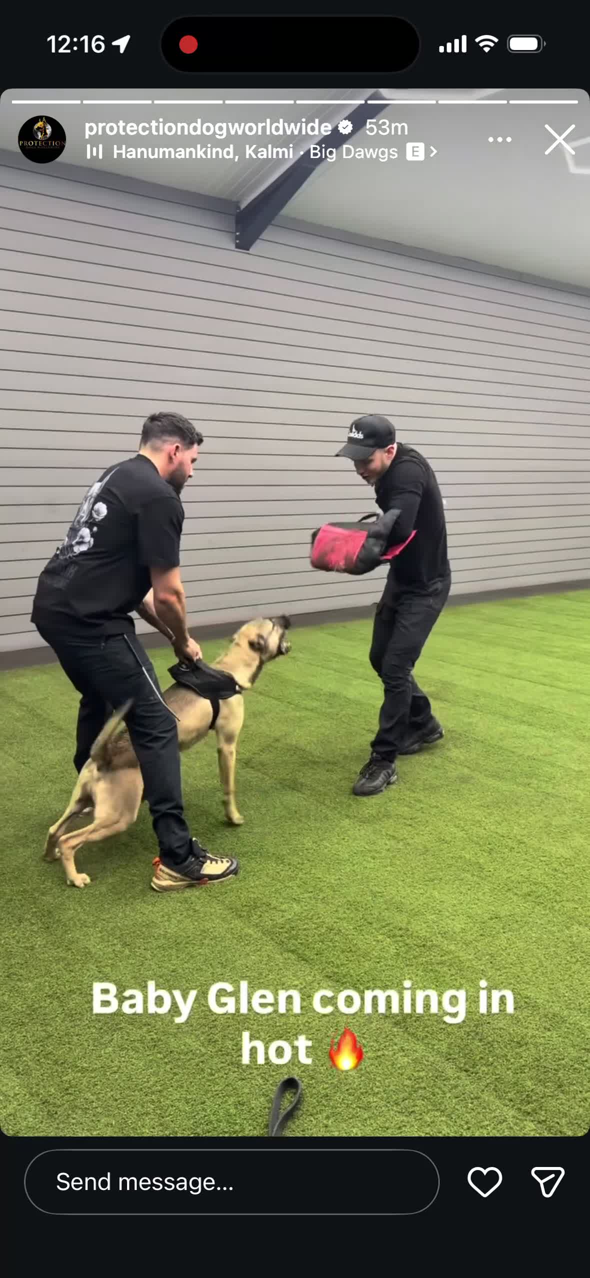 Mixed Breed dogs for sale: Mixed Breed Puppy 2 - Video 2