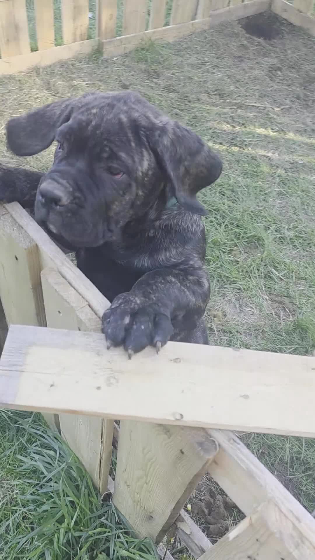 Cane Corso dogs for sale: Cane Corso Puppy 1 - Video 2