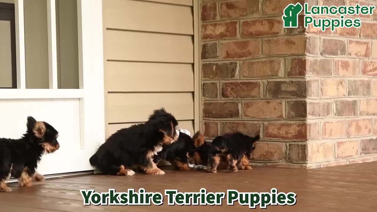 Yorkshire Terrier dogs for sale: Dustin - Video 1